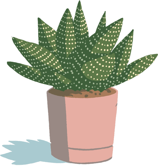 aloe plant